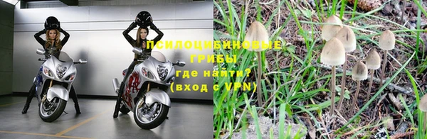 сатива Новодвинск